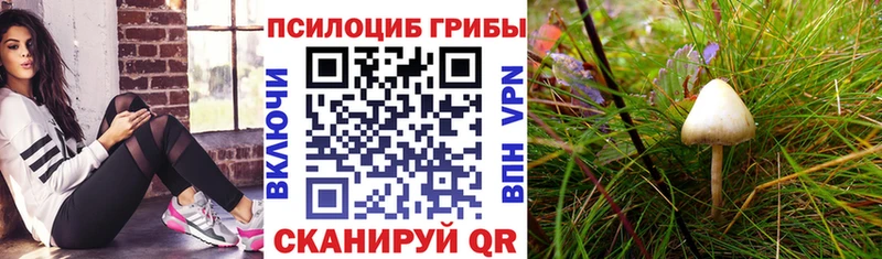 Галлюциногенные грибы Psilocybine cubensis  Чишмы 